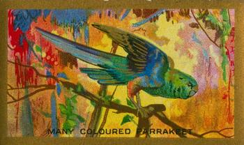 1926 Cavanders Feathered Friends #8 Many Coloured Parrakeet Front