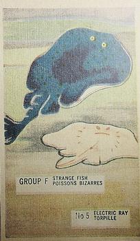 1947 Kellogg's Canada Pep Strange Fish #5 Electric Ray Front