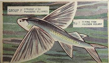 1947 Kellogg's Canada Pep Strange Fish #7 Flying Fish Front