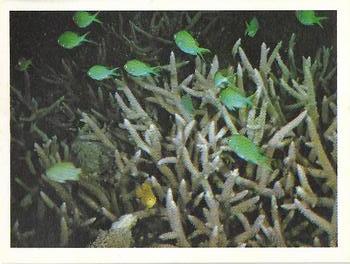 1983 Weet-Bix The Great Barrier Reef #18 Staghorn coral Front