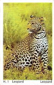 1969 Dandy Gum H Wild Animals (A) (Danish/English) #1 Leopard Front