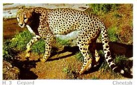1969 Dandy Gum H Wild Animals (A) (Danish/English) #3 Cheetah Front