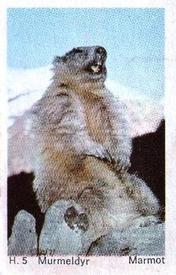 1969 Dandy Gum H Wild Animals (A) (Danish/English) #5 Marmot Front