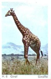 1969 Dandy Gum H Wild Animals (A) (Danish/English) #6 Giraffe Front