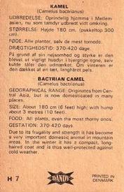 1969 Dandy Gum H Wild Animals (A) (Danish/English) #7 Bactrian camel Back
