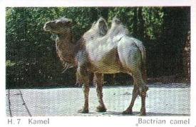 1969 Dandy Gum H Wild Animals (A) (Danish/English) #7 Bactrian camel Front