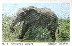 1969 Dandy Gum H Wild Animals (A) (Danish/English) #11 African Elephant Front