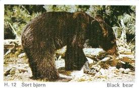 1969 Dandy Gum H Wild Animals (A) (Danish/English) #12 Black bear Front