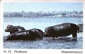 1969 Dandy Gum H Wild Animals (A) (Danish/English) #15 Hippopotamus Front