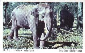 1969 Dandy Gum H Wild Animals (A) (Danish/English) #16 Indian elephant Front