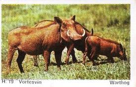 1969 Dandy Gum H Wild Animals (A) (Danish/English) #19 Warthog Front