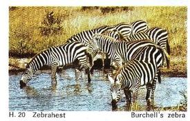 1969 Dandy Gum H Wild Animals (A) (Danish/English) #20 Burchell's zebra Front
