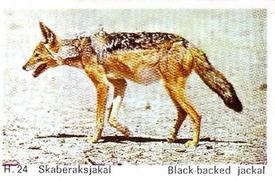 1969 Dandy Gum H Wild Animals (A) (Danish/English) #24 Black-backed jackal Front