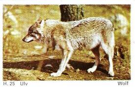 1969 Dandy Gum H Wild Animals (A) (Danish/English) #25 Wolf Front