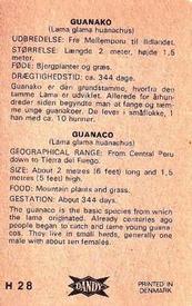 1969 Dandy Gum H Wild Animals (A) (Danish/English) #28 Guanaco Back