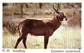 1969 Dandy Gum H Wild Animals (A) (Danish/English) #29 Common waterbuck Front