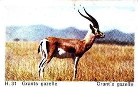 1969 Dandy Gum H Wild Animals (A) (Danish/English) #31 Grant's gazelle Front