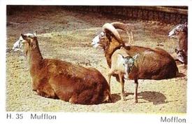 1969 Dandy Gum H Wild Animals (A) (Danish/English) #35 Mofflon Front