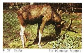 1969 Dandy Gum H Wild Animals (A) (Danish/English) #37 Elk (Canada: Moose) Front