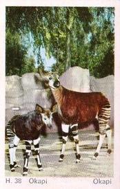 1969 Dandy Gum H Wild Animals (A) (Danish/English) #38 Okapi Front