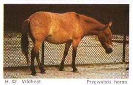 1969 Dandy Gum H Wild Animals (A) (Danish/English) #42 Przewalski horse Front