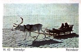 1969 Dandy Gum H Wild Animals (A) (Danish/English) #43 Reindeer Front