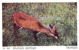 1969 Dandy Gum H Wild Animals (A) (Danish/English) #44 Muntjac Front
