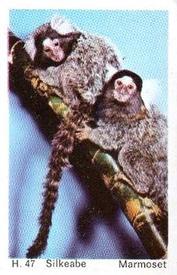 1969 Dandy Gum H Wild Animals (A) (Danish/English) #47 Marmoset Front