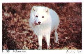 1969 Dandy Gum H Wild Animals (A) (Danish/English) #50 Arctic fox Front