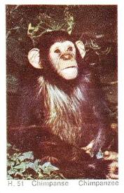 1969 Dandy Gum H Wild Animals (A) (Danish/English) #51 Chimpanzee Front