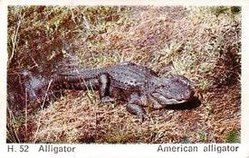 1969 Dandy Gum H Wild Animals (A) (Danish/English) #52 American alligator Front