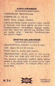 1969 Dandy Gum H Wild Animals (A) (Danish/English) #54 Spotted salamander Back
