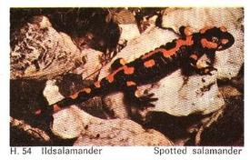 1969 Dandy Gum H Wild Animals (A) (Danish/English) #54 Spotted salamander Front
