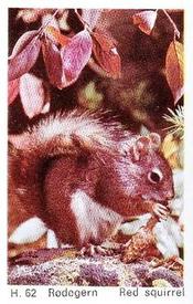 1969 Dandy Gum H Wild Animals (A) (Danish/English) #62 Red squirrel Front