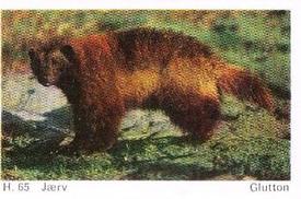 1969 Dandy Gum H Wild Animals (A) (Danish/English) #65 Glutton(Wolverine) Front