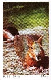 1969 Dandy Gum H Wild Animals (A) (Danish/English) #72 Mara Front