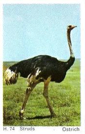 1969 Dandy Gum H Wild Animals (A) (Danish/English) #74 Ostrich Front