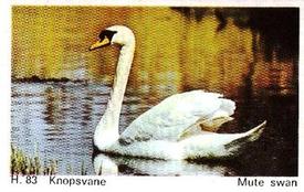 1969 Dandy Gum H Wild Animals (A) (Danish/English) #83 Mute swan Front
