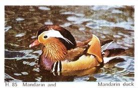 1969 Dandy Gum H Wild Animals (A) (Danish/English) #85 Mandarin duck Front