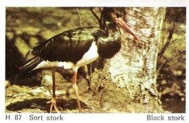 1969 Dandy Gum H Wild Animals (A) (Danish/English) #87 Black stork Front