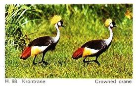 1969 Dandy Gum H Wild Animals (A) (Danish/English) #98 Crowned crane Front