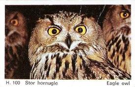 1969 Dandy Gum H Wild Animals (A) (Danish/English) #100 Eagle owl Front