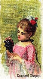 1989 Nostalgia 1891 Allen & Ginter Fruits (N12) (reprint) #NNO Concord Grapes Front