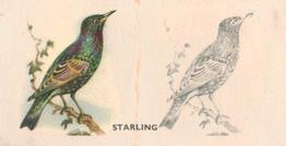 1938 Godfrey Phillips Bird Painting #1 Starling Front