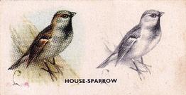 1938 Godfrey Phillips Bird Painting #2 House-Sparrow Front