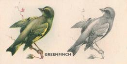 1938 Godfrey Phillips Bird Painting #3 Greenfinch Front