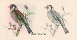 1938 Godfrey Phillips Bird Painting #4 Goldfinch Front