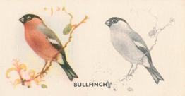 1938 Godfrey Phillips Bird Painting #6 Bullfinch Front