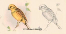 1938 Godfrey Phillips Bird Painting #8 Yellow-Hammer Front