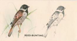 1938 Godfrey Phillips Bird Painting #9 Reed-Bunting Front
